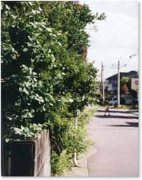 道路標識を覆う樹木の葉