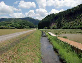 川坂湿原(オグラコウホネの群生地) の画像