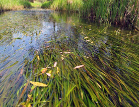 キタガワヒルムシロ(北川湿原の固有種)の画像