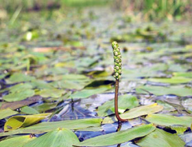 セキショウモ(家田川上流に繁茂)の画像