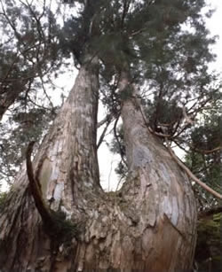 鬼の目山の画像