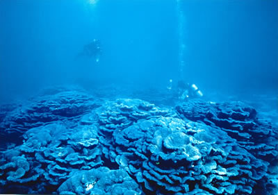 オオスリバチ珊瑚礁群の画像