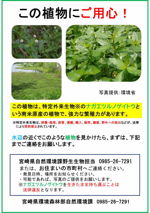 ナガエツルノゲイトウにご用心