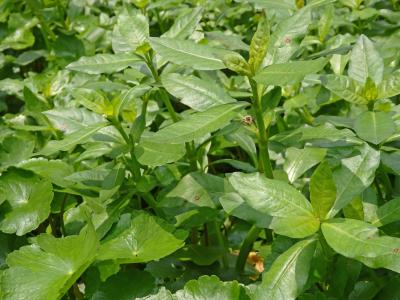 ナガエツルノゲイトウ(1)