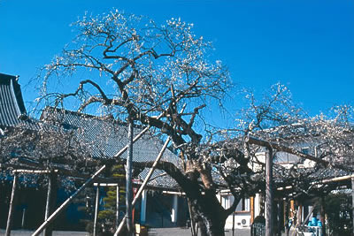 本東寺の慧日梅の画像