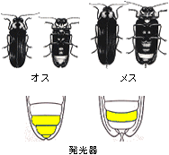 北川に棲息するホタルの種類の画像