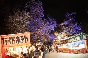 城山公園　桜　ライトアップ