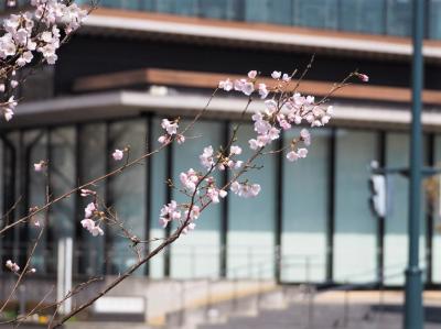 ジンダイアケボノ