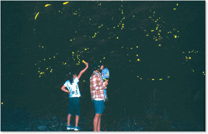 The Fireflies of Kitagawa