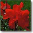 The City Flower: Canna