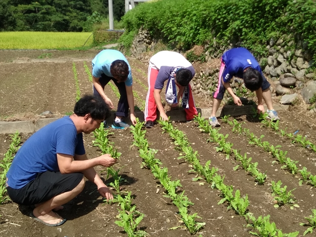 （コツコツと丁寧に間引き作業をしています）