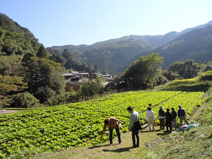 斧農園さんの白菜畑の画像