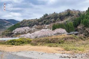 北方町の桜