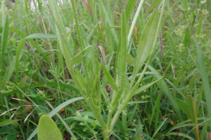 オオキンケイギク茎