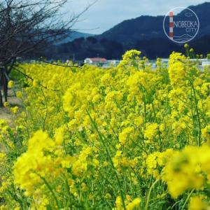 菜の花の写真