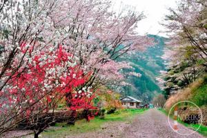 桜の風景写真