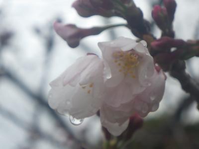 城山公園(延岡城跡)本丸広場のサクラ