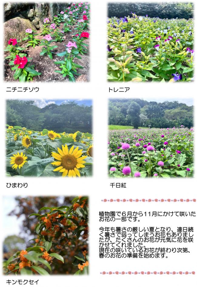 延岡植物園だより第2巻-2